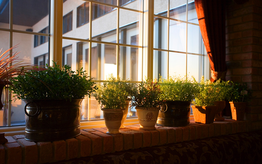 How Does UV-Blocking Window Film Affect My Houseplants?