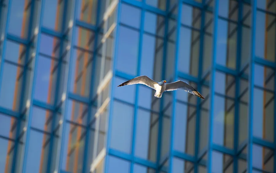 Bird Safety Window Film