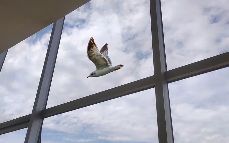 How to Prevent Bird Strikes